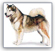 Malamute