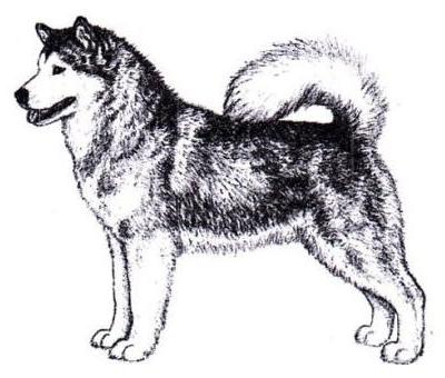 Malamute