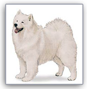 Samoyed