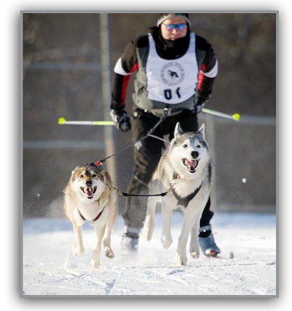 Skijoring